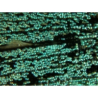 Mikroskop DeltaOptical BioLight 100 Modrý 40x-400x