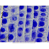 Mikroskop DeltaOptical Genetic Pro Mono 40x-1000x
